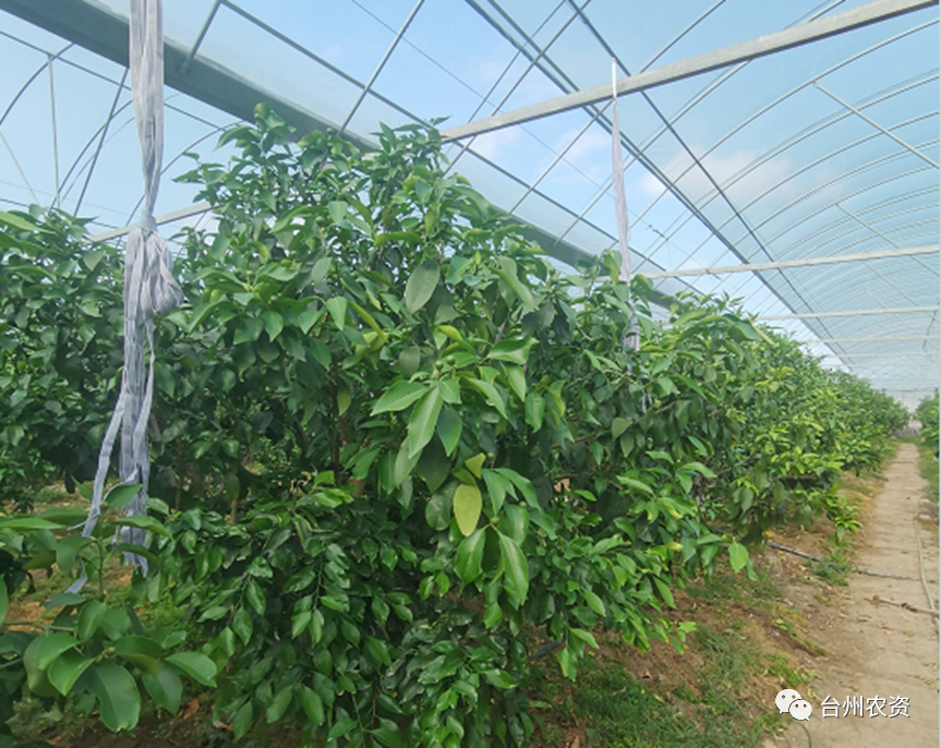 臺州農(nóng)資 臺州農(nóng)資